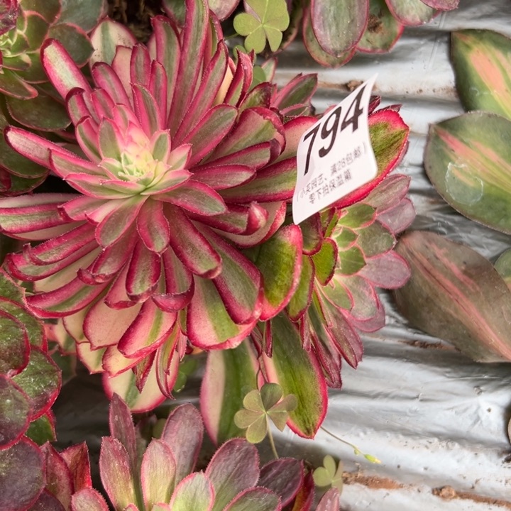 794多肉植物孔雀翎