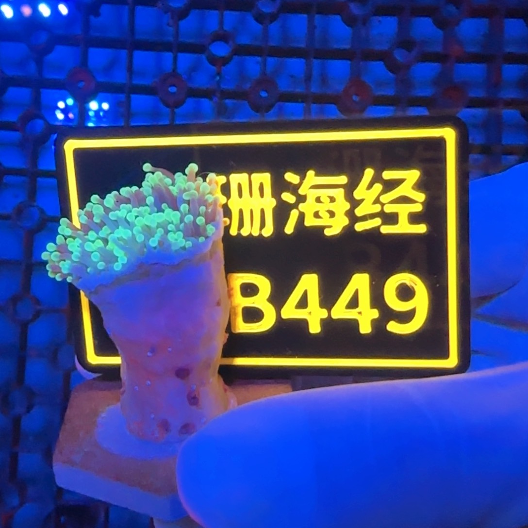 晴****纽扣珊瑚又又不包邮脱藻肉短黑火柴B449