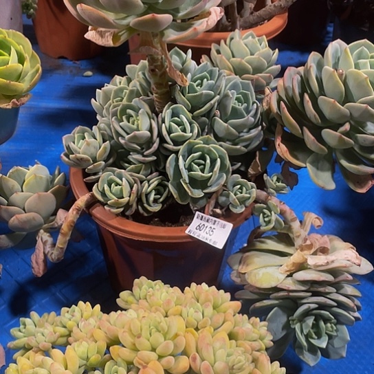 孙*娘白月光60135多肉