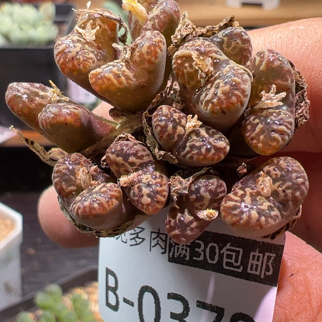 多肉植物111111111111
