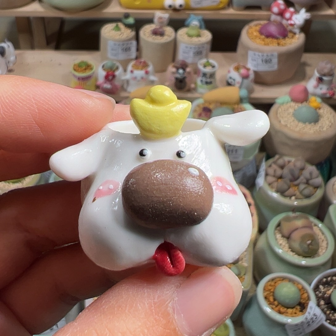 多肉植物226号拇指盆