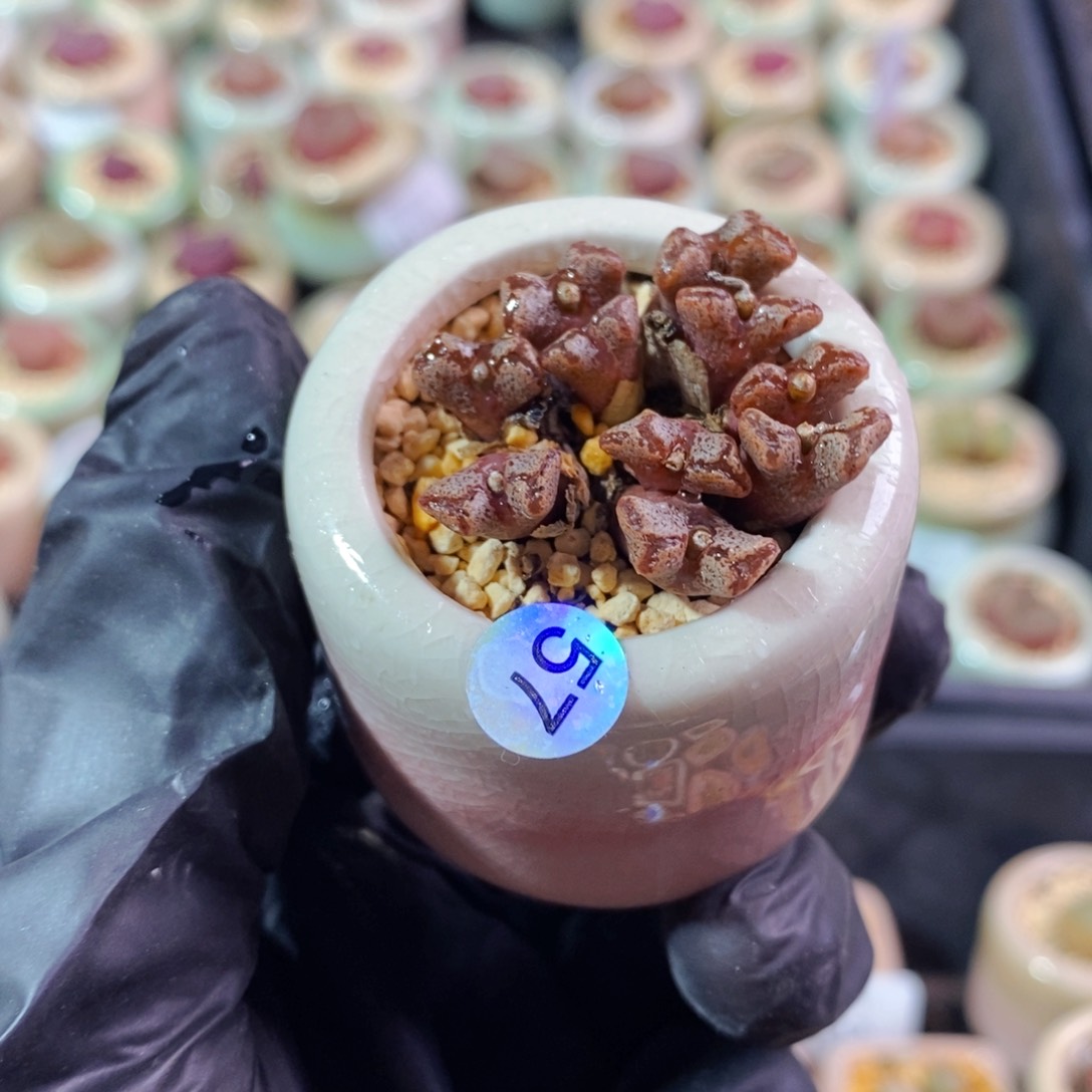 4112--一物一拍 带盆