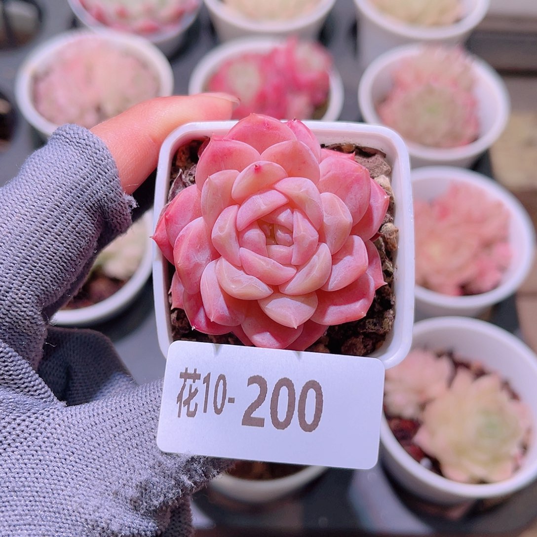 花10-200新品单头