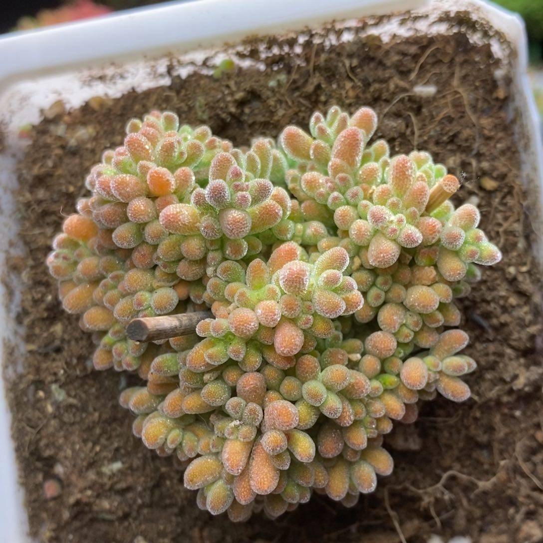 冰晶杂GA320枝干番杏