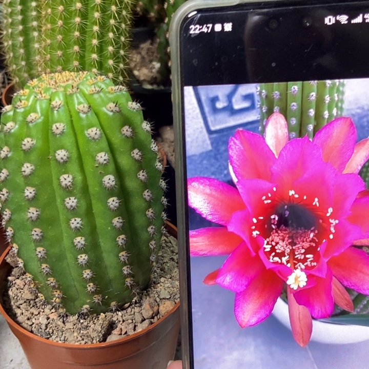 仙人球紫罗兰金妞一个