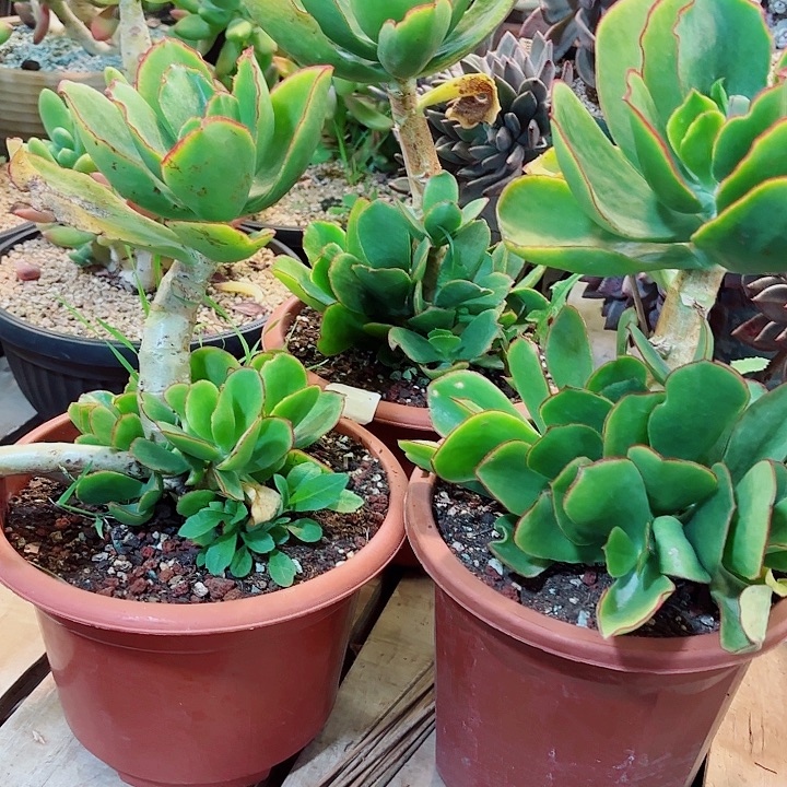 翔***栩青梅多肉送那些个小朋友们