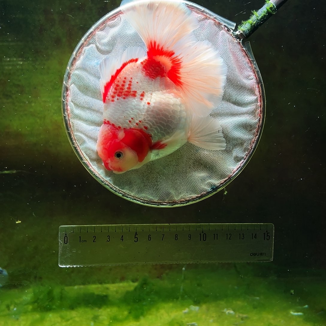 金鱼冷水金鱼百褶泰狮