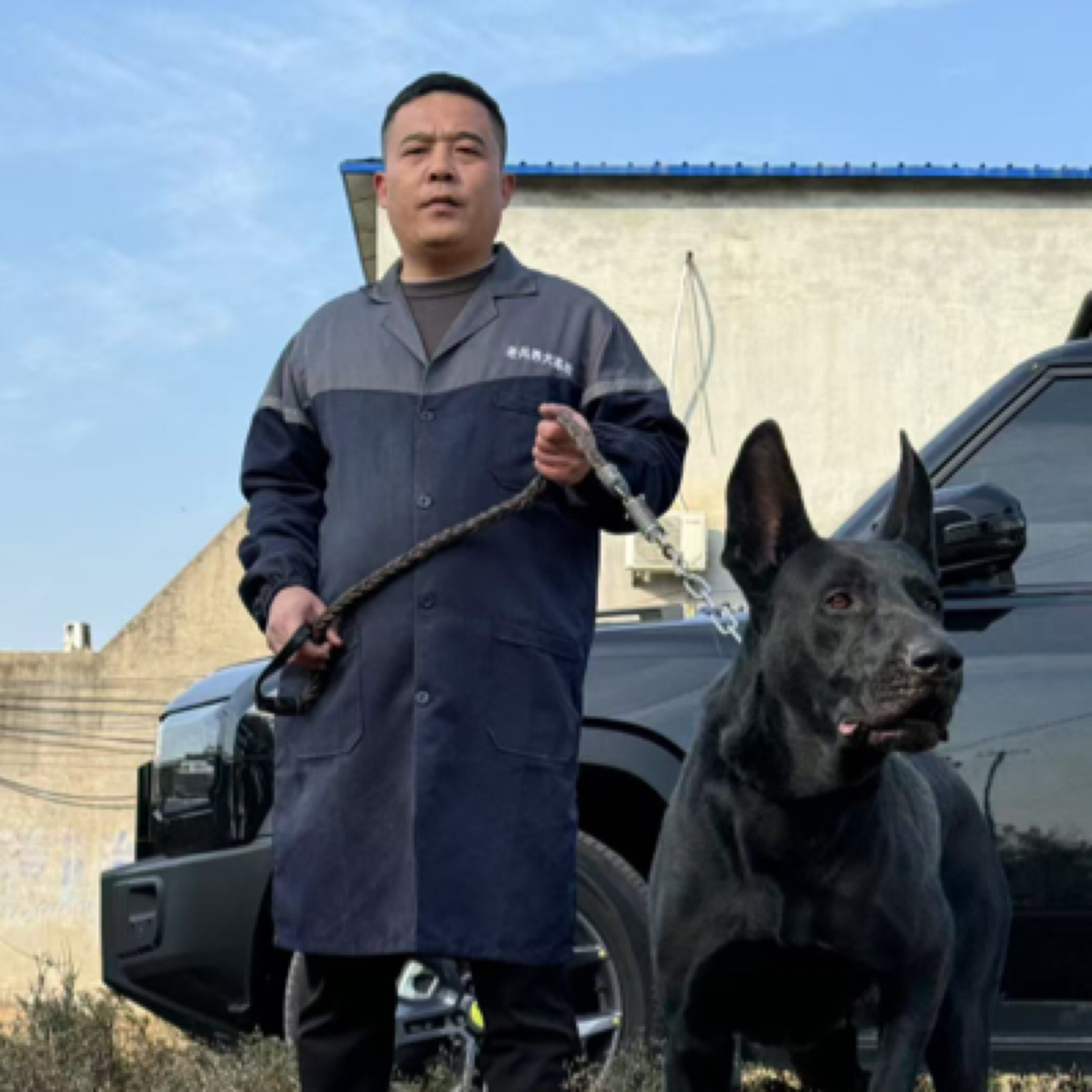 《李班长黑狼犬》狗狗活体链接888