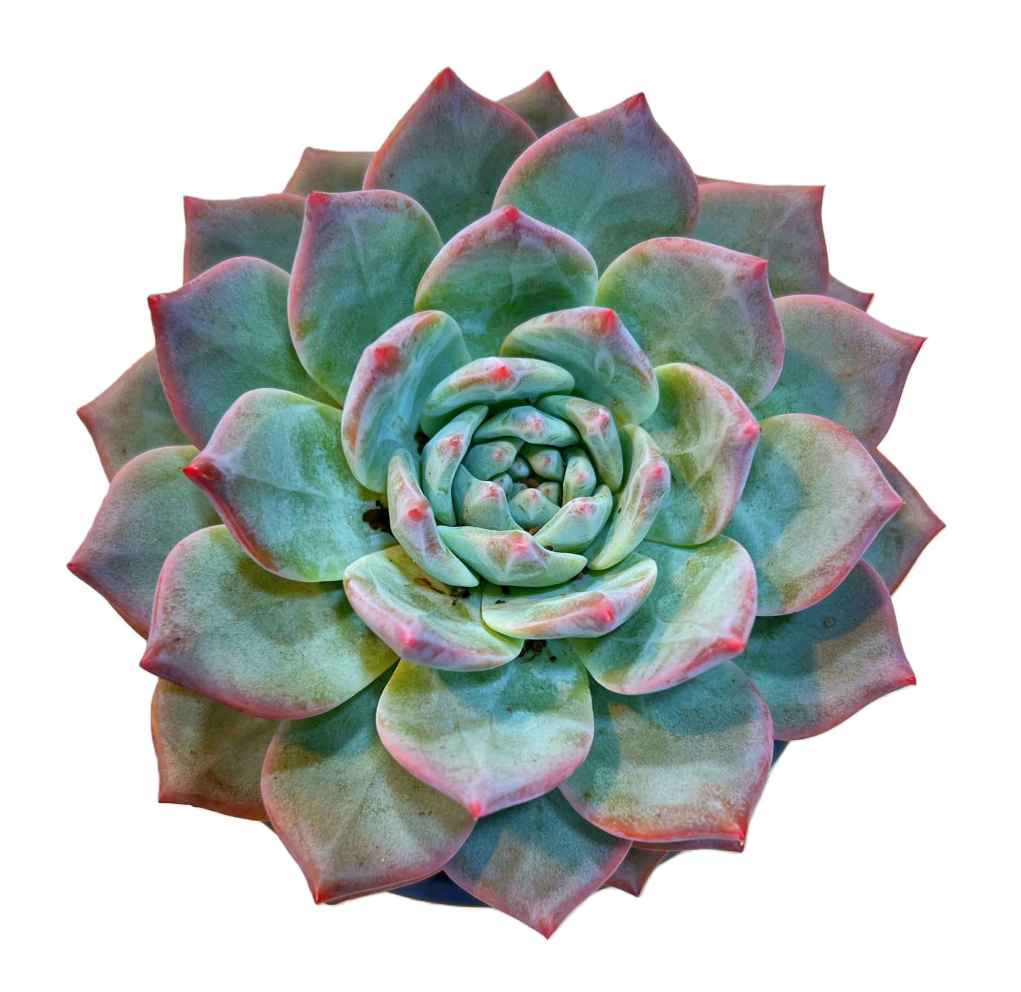 【粉蓝鸟】带盆土发 可水培 新手必入多肉盆栽 多肉任意3单包邮