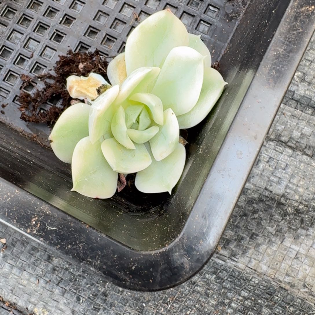 月亮仙子进一颗10-17