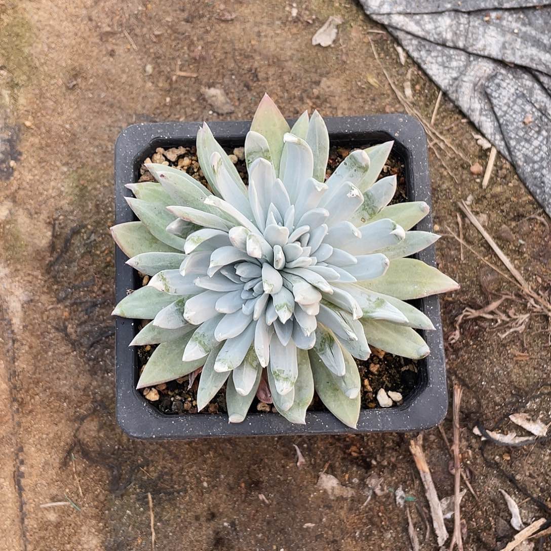 流丹白豪苹果叶仙女杯