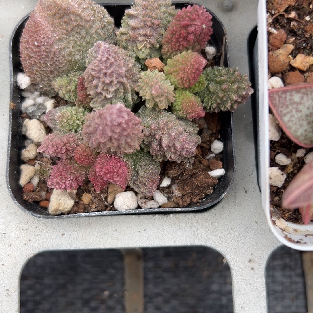 多肉植物朱子玉水泡