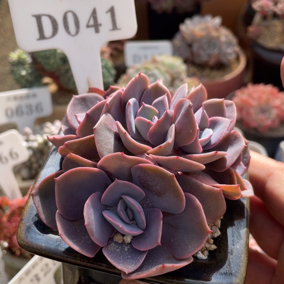 041尘埃玫瑰不带盆9厘米