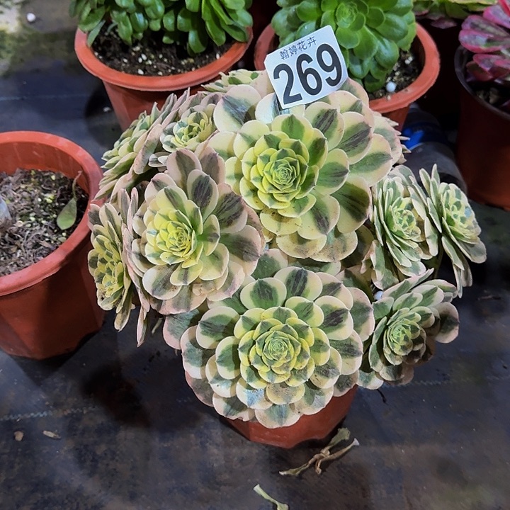 0000000000000269绿豆沙