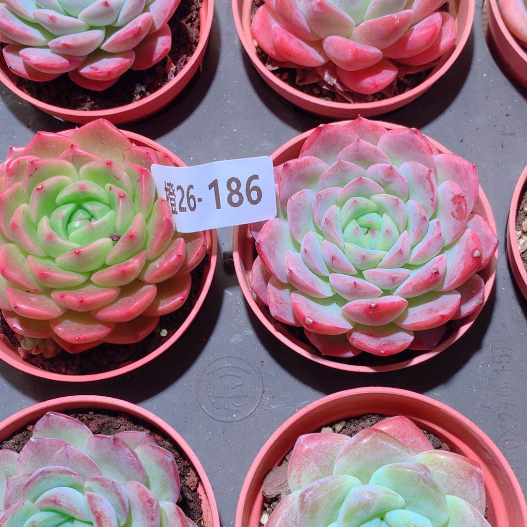 26-186一物一拍多肉带盆9颗