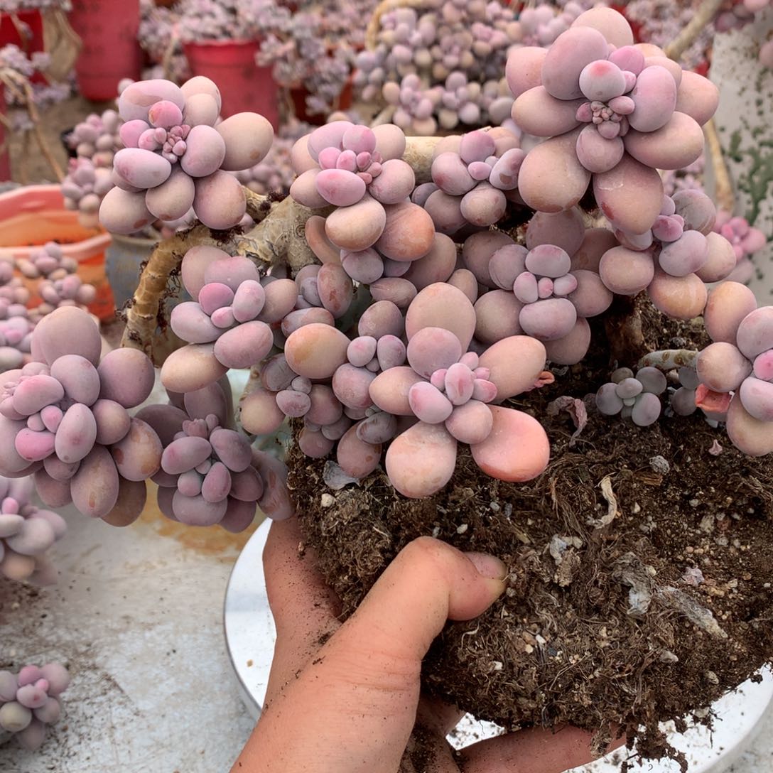 桃蛋老桩两处瑕疵不包售后38号