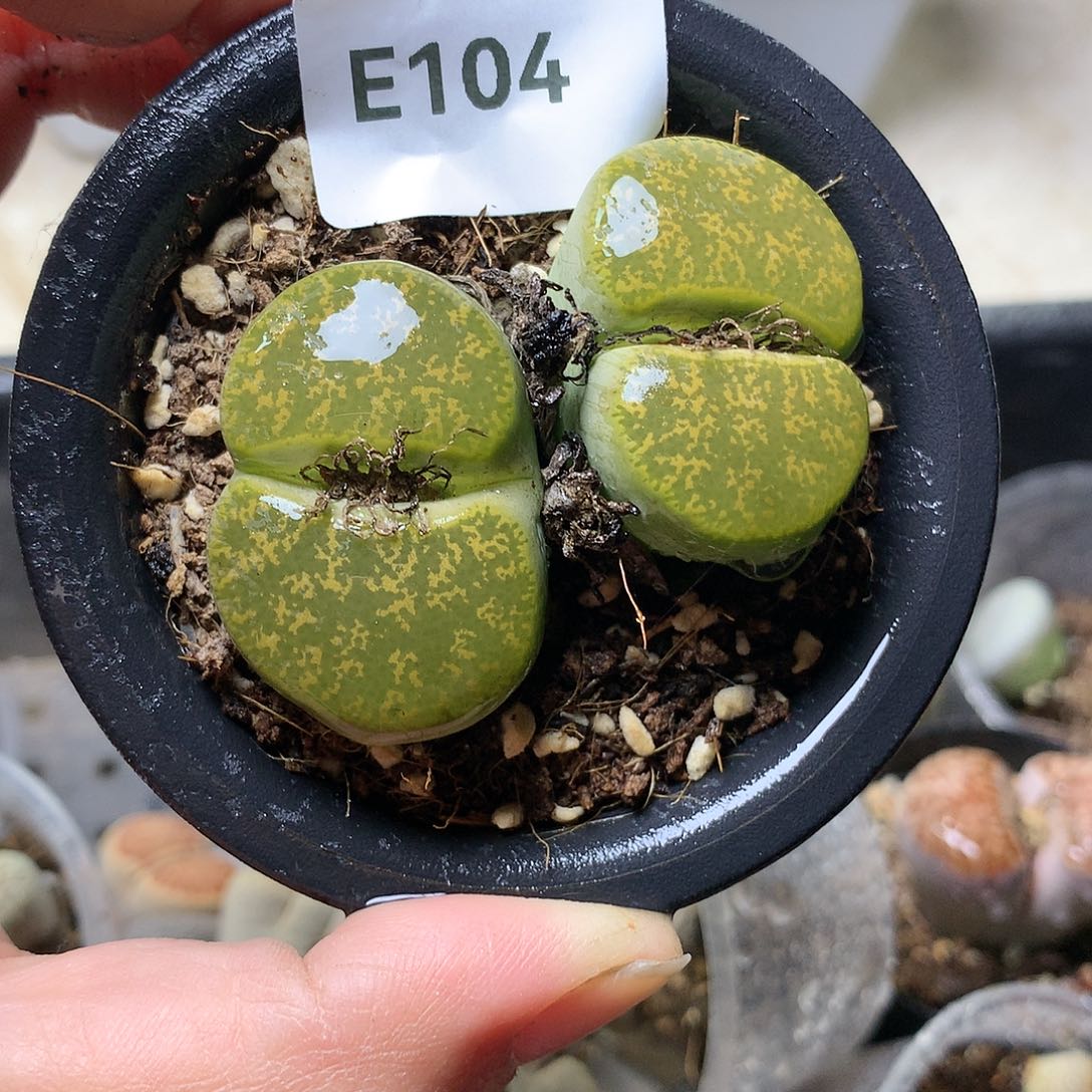 E104多肉植物保护研究所