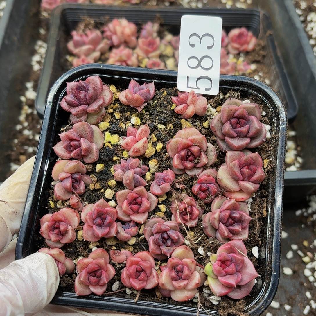 多肉植物多肉植物583