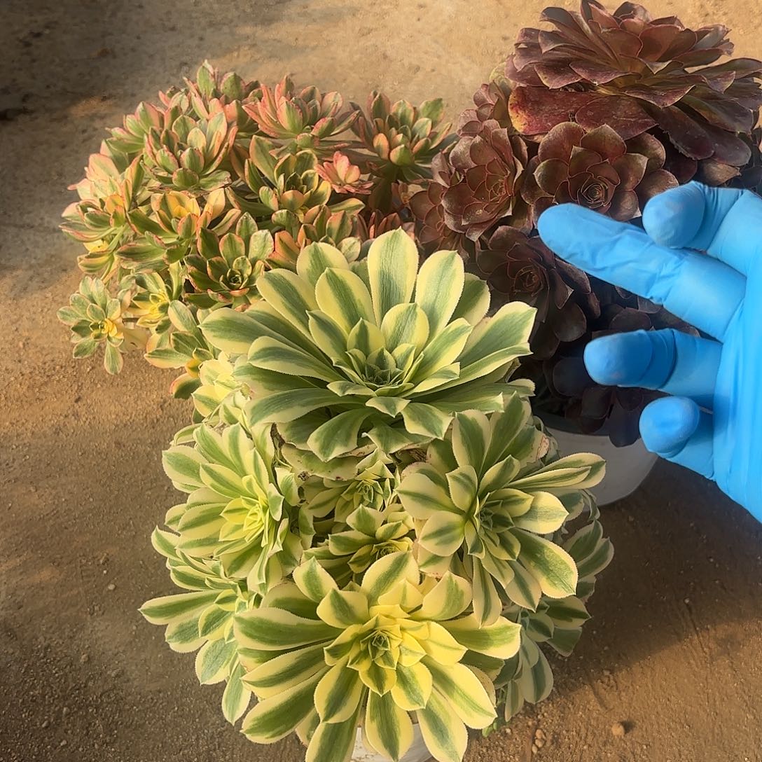 甜迈巴赫魅金多肉植物