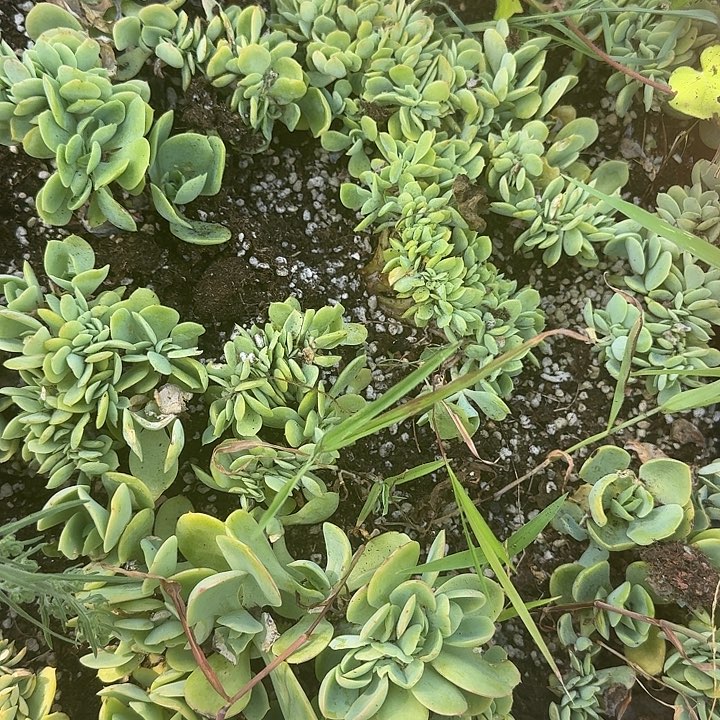 碧桃缀化一组两个