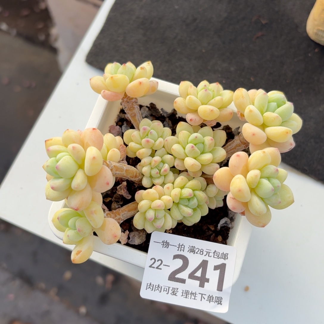 樱花罗琦无盆土发货无