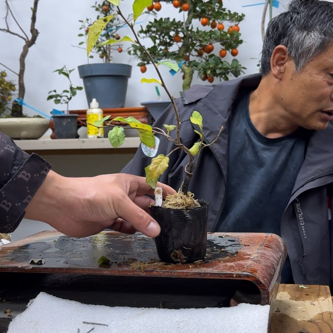 E***y无花朵164顺丰到付不包邮