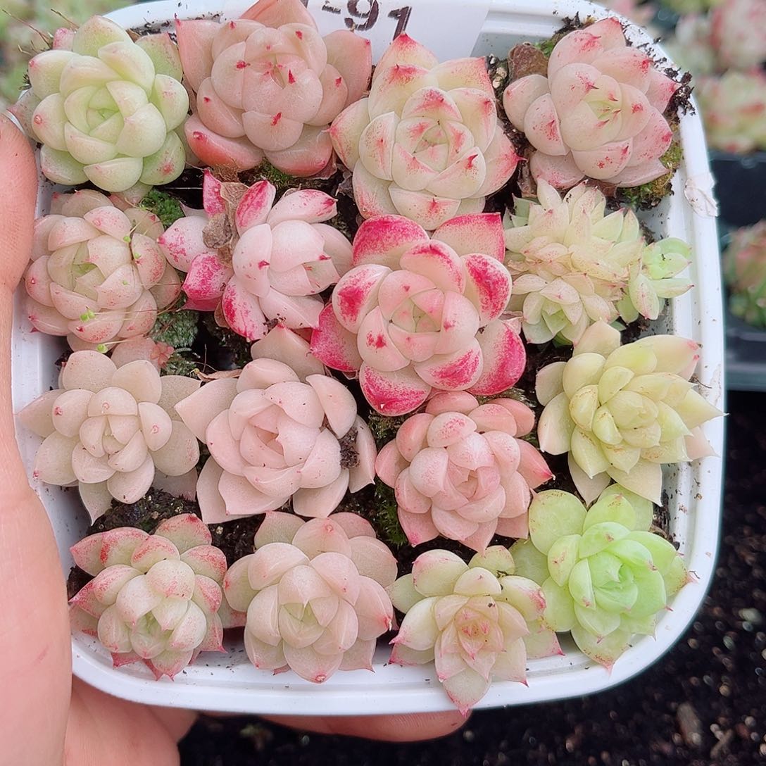 及*雨1-91 新疆西藏内蒙不发12.8包邮2-3公斤多肉