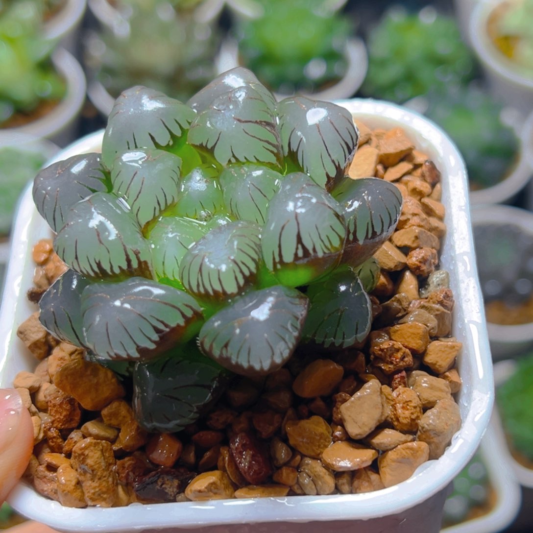 万象盆紫冰灯玉露1