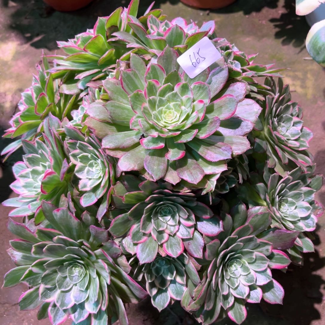 多肉植物莲花665