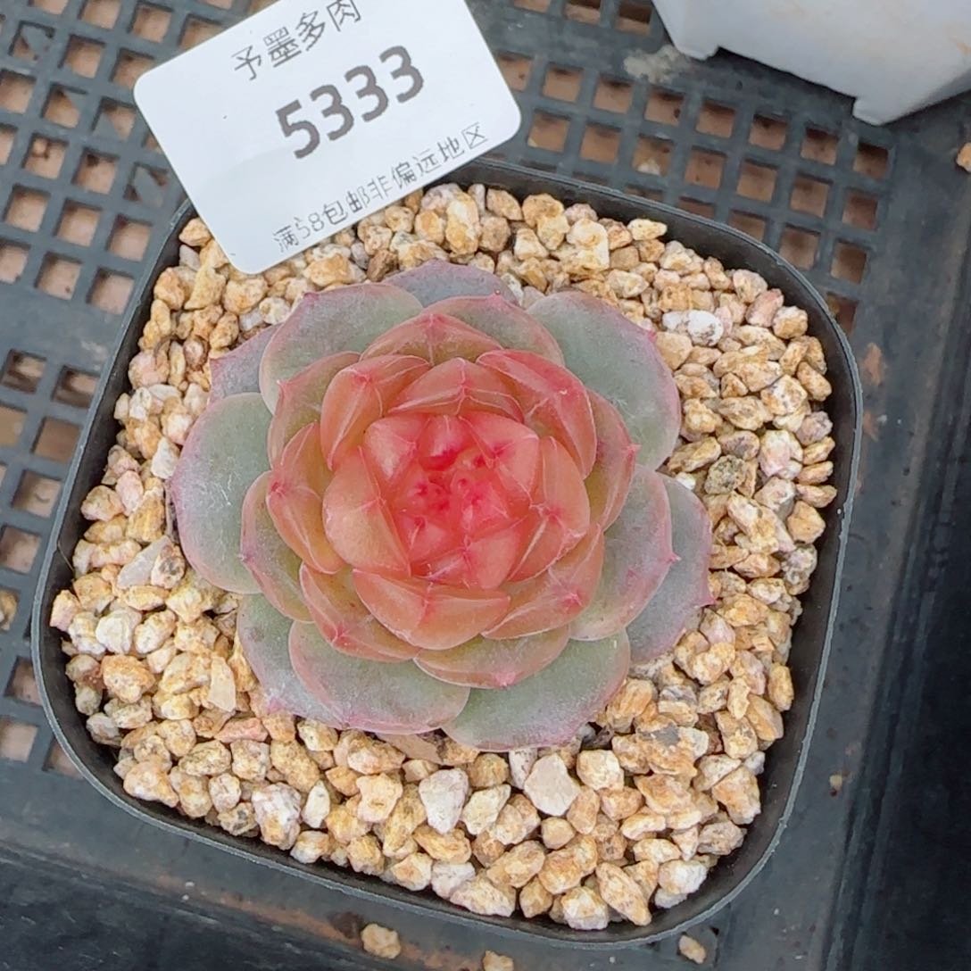 星空幻影，5333多肉植物