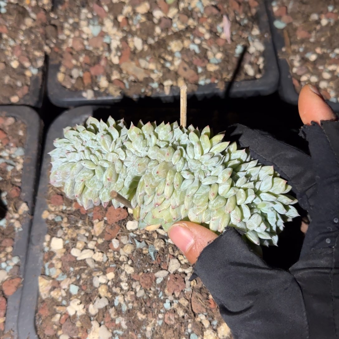 加***妹多植物多肉植物多肉植物