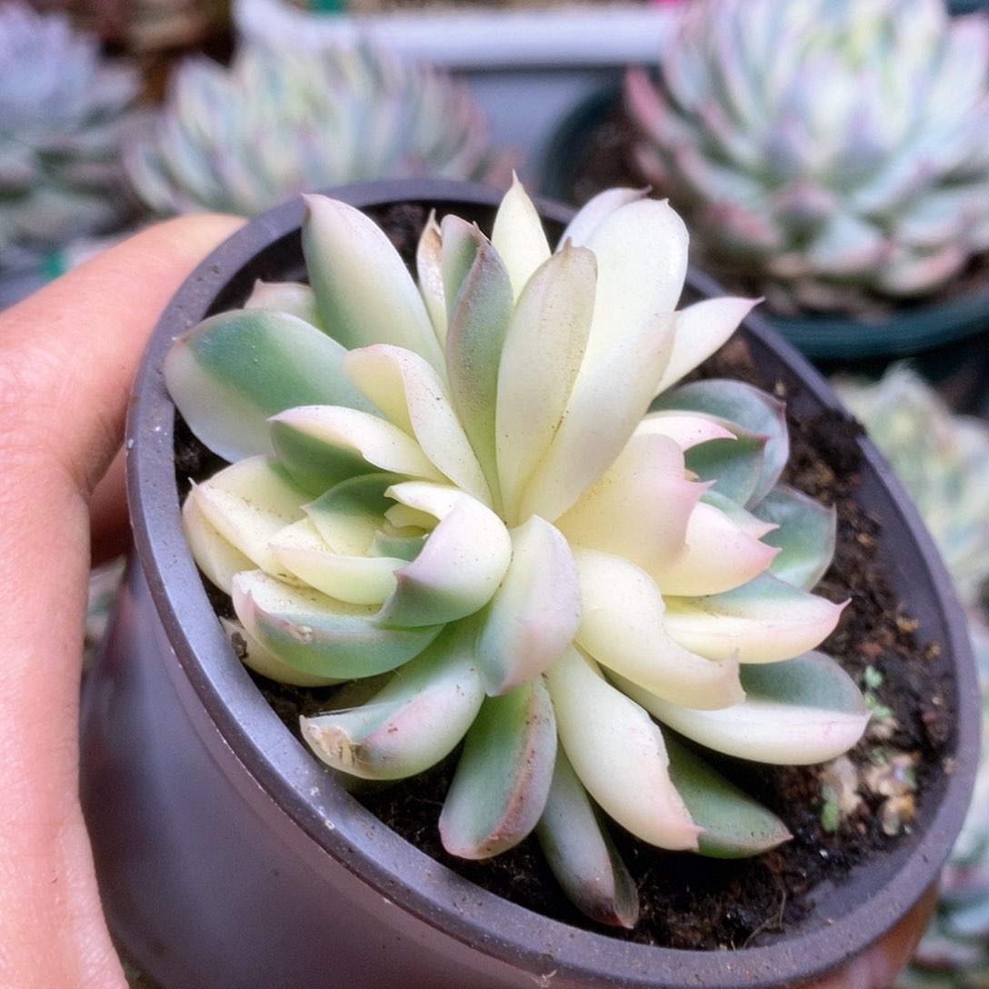 125捏黄花锦锦锦锦锦