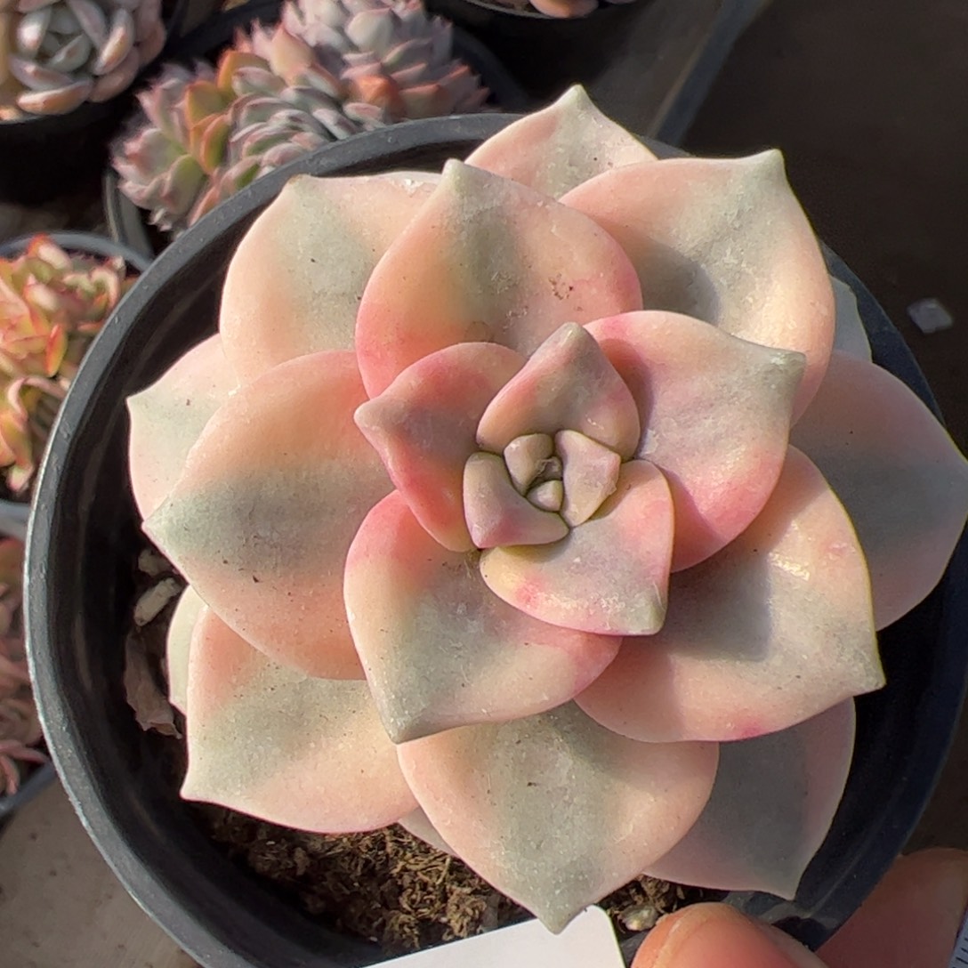 385 满38包邮一物一拍