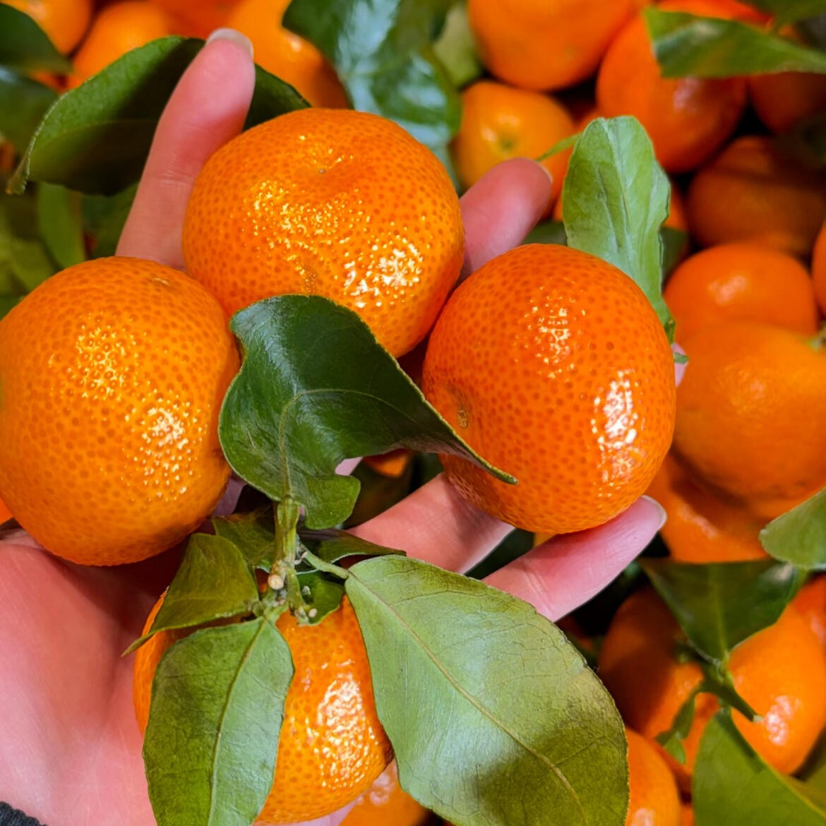 【京东顺丰包邮】广西桂林砂糖橘皮薄肉厚汁多正宗老沙糖桔新鲜采摘广西壮族自治区