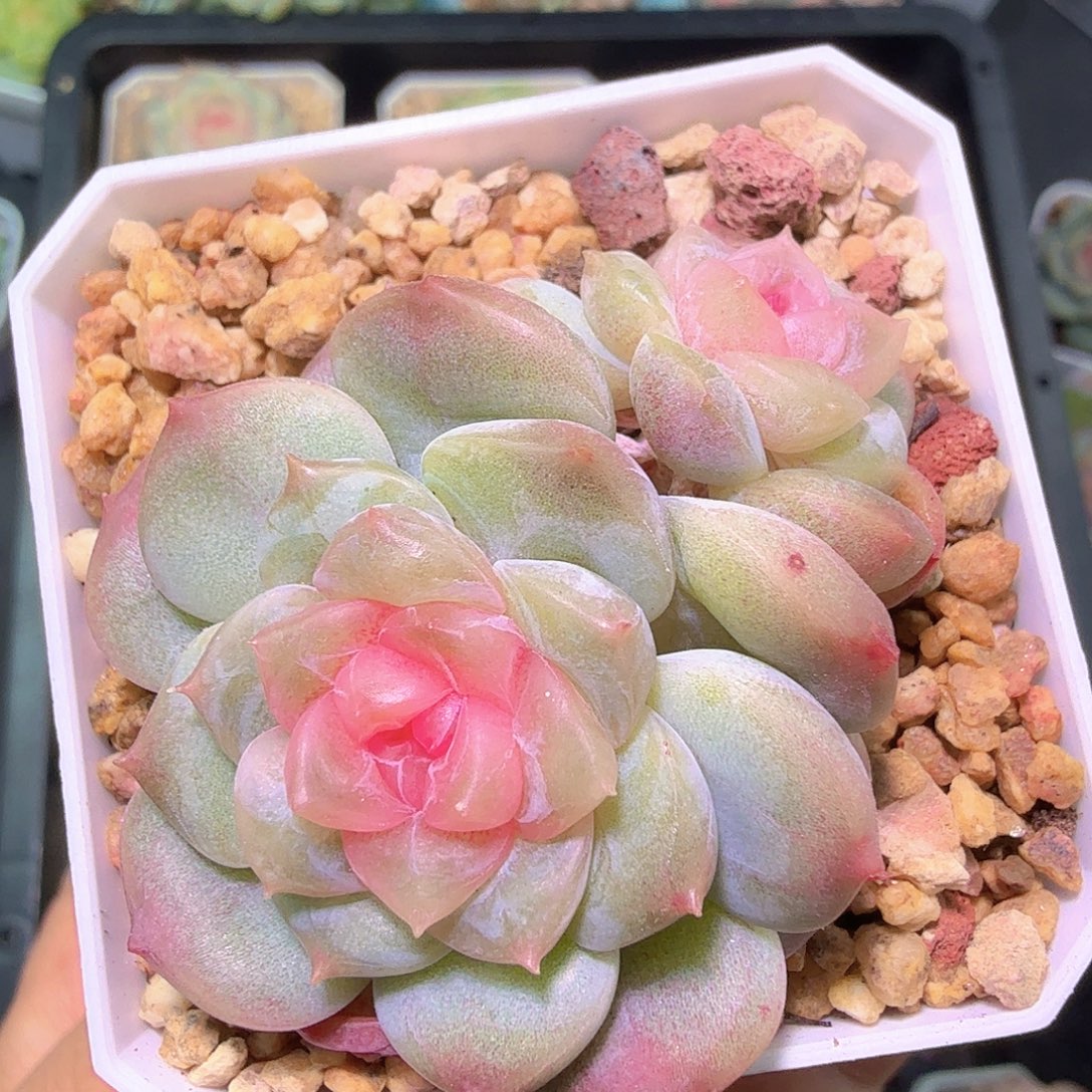 露****溏心不知名开播福利