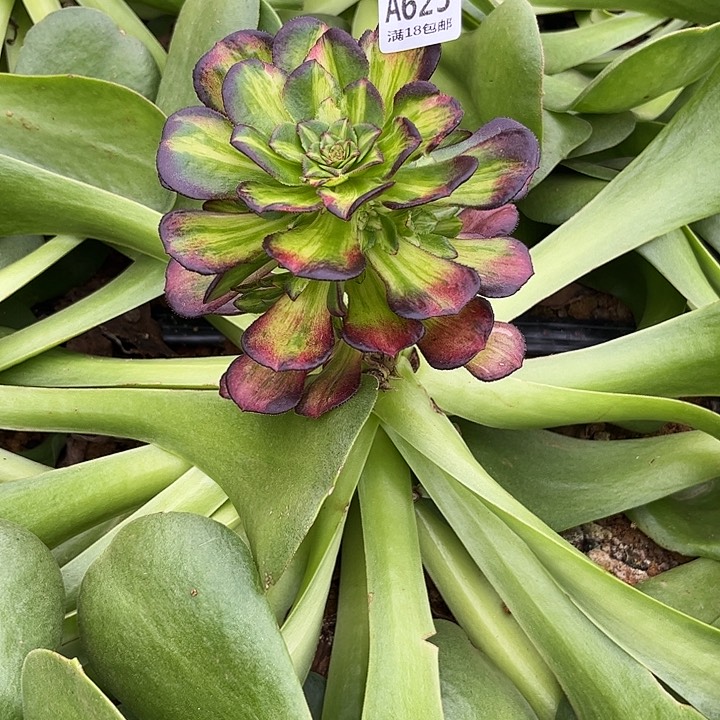 四*@623海王七彩多肉植物