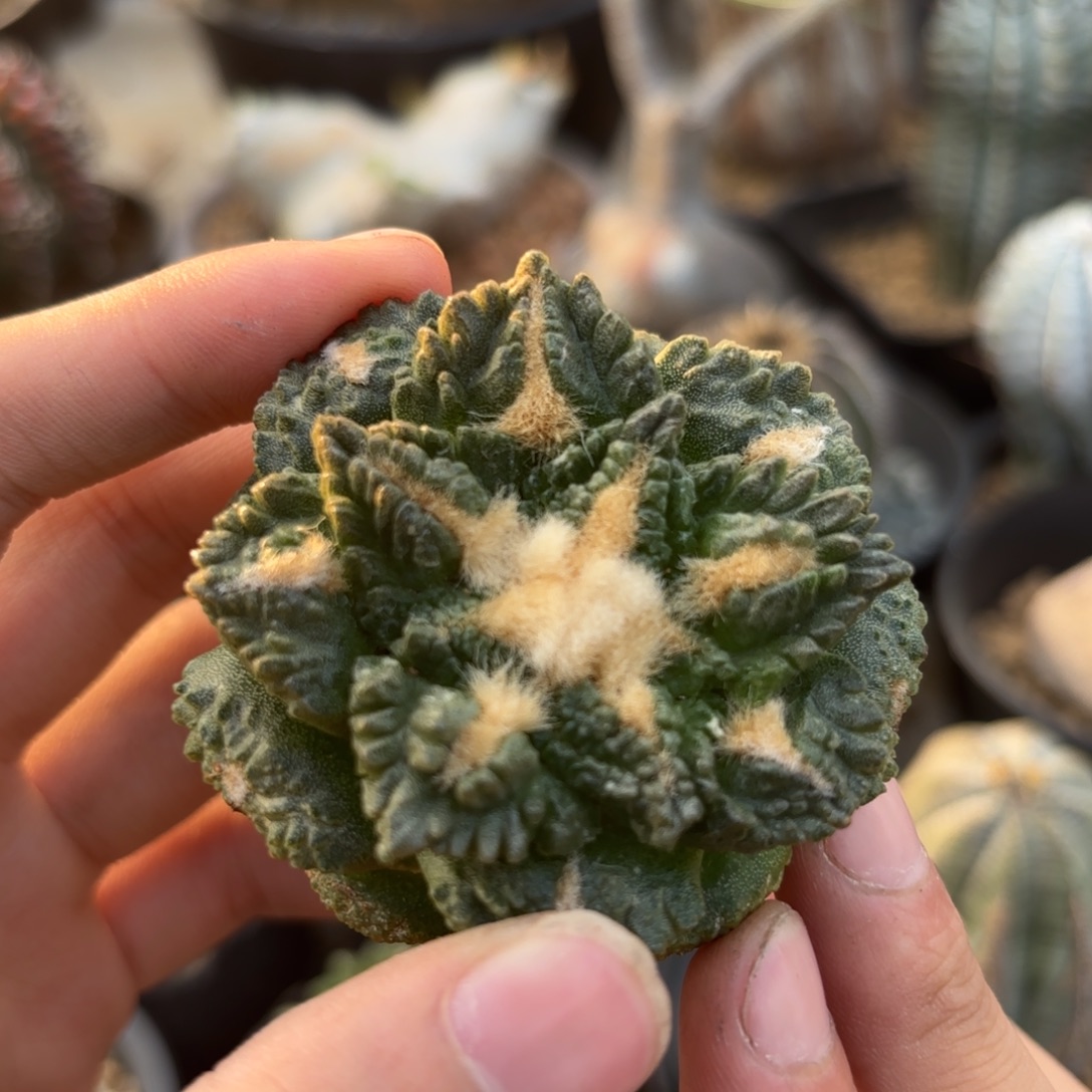 完全开放自根龟甲星顿g