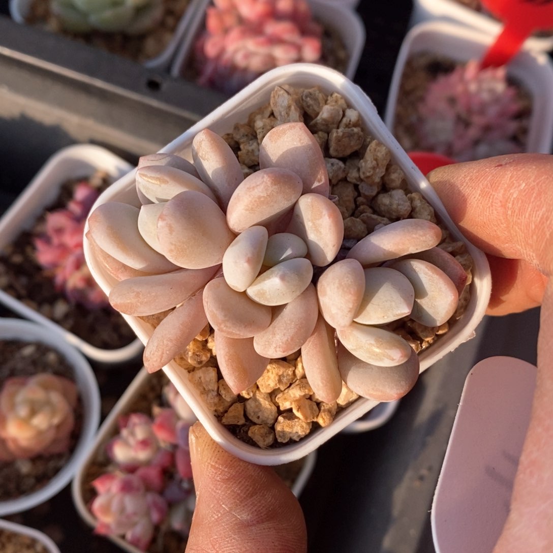 精品多肉一物一拍不包整162