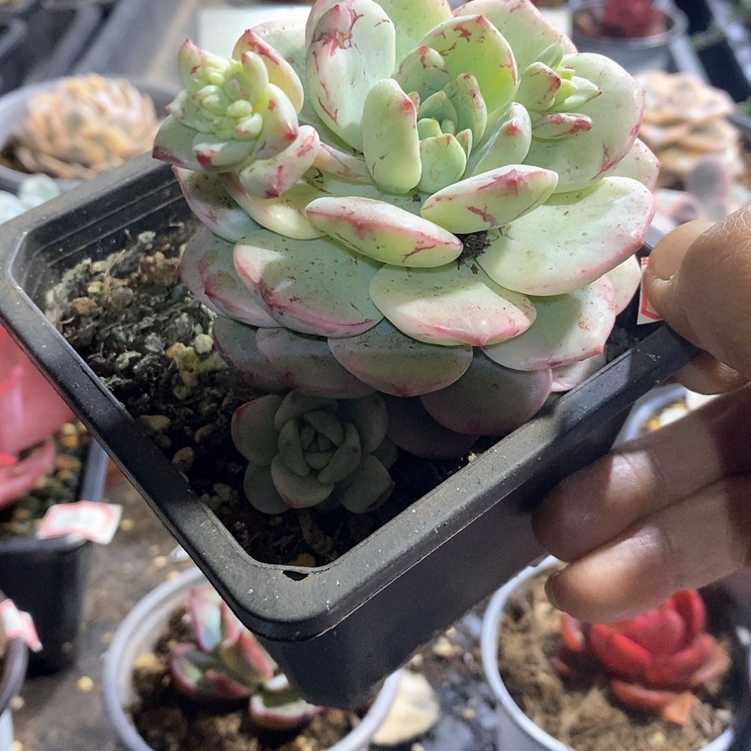 A763精美多肉香草锦