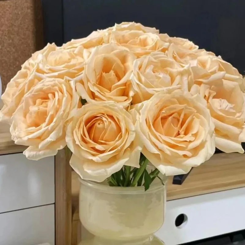 云南香槟玫瑰鲜花基地直发