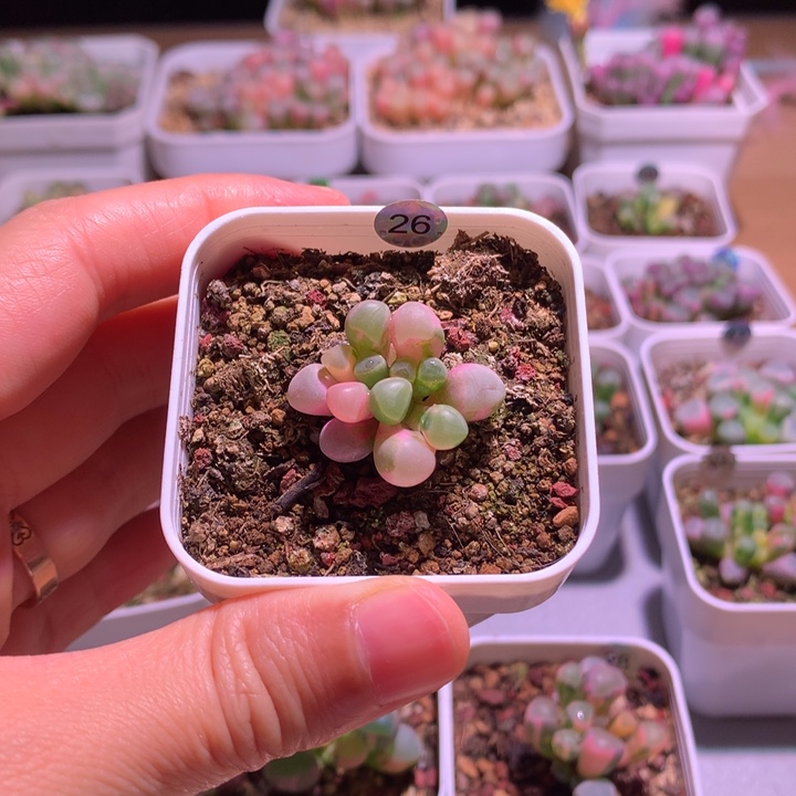 带***雨五十铃玉锦成株1棵