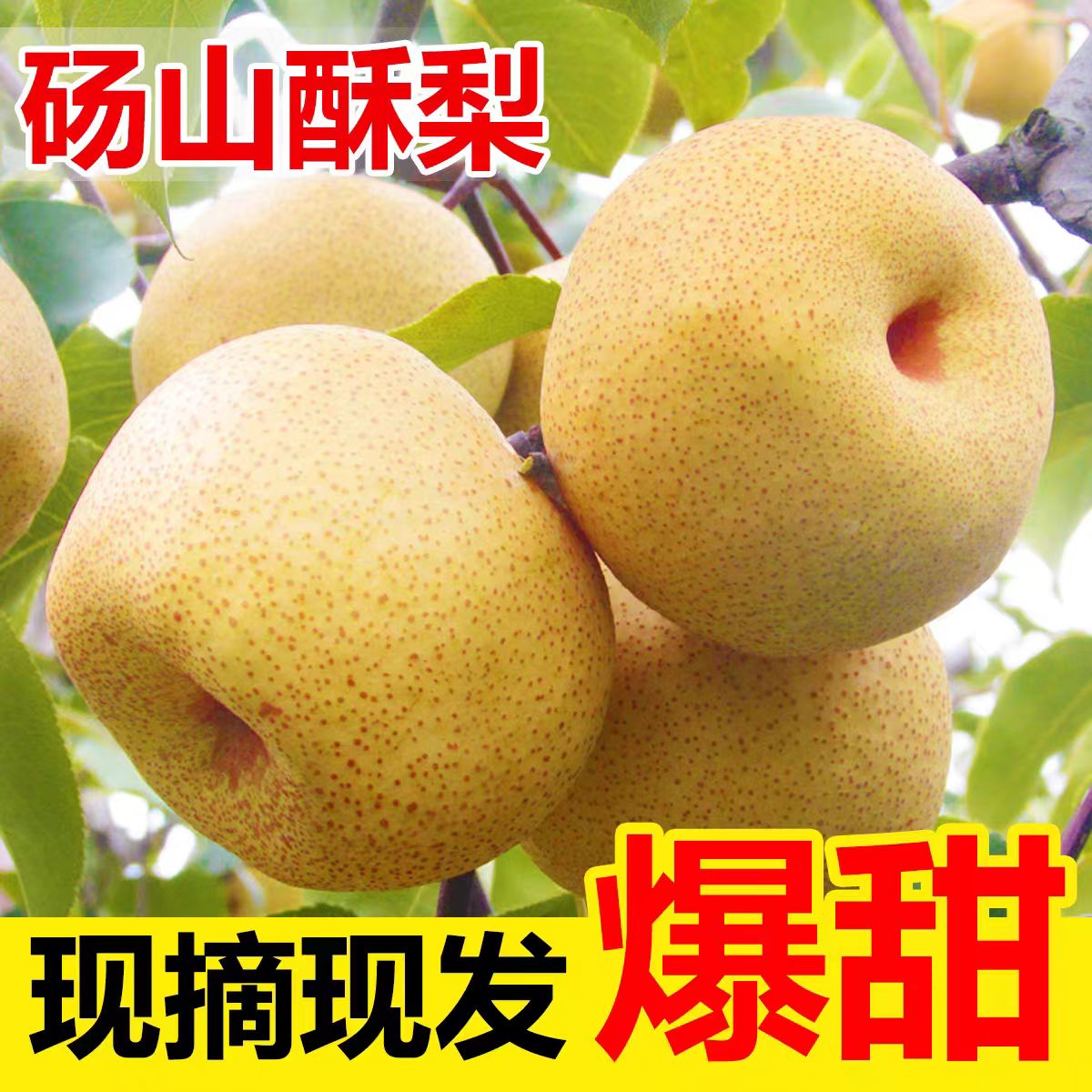 《砀农小魏》正宗砀山酥梨皮薄酥脆多汁新鲜现摘现发应季特产水果