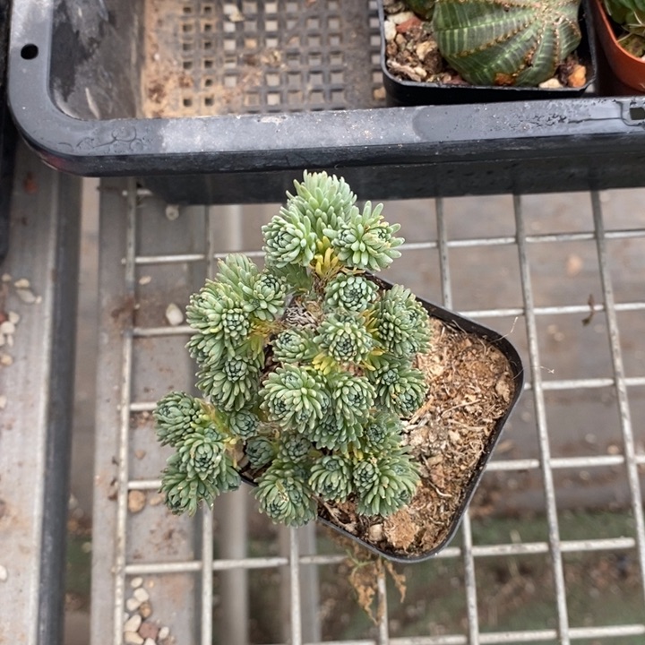 伯克利和格蕾纳等著名音乐家