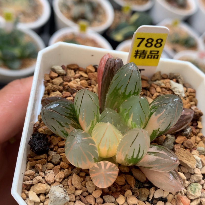 【闪购商品】788玉露