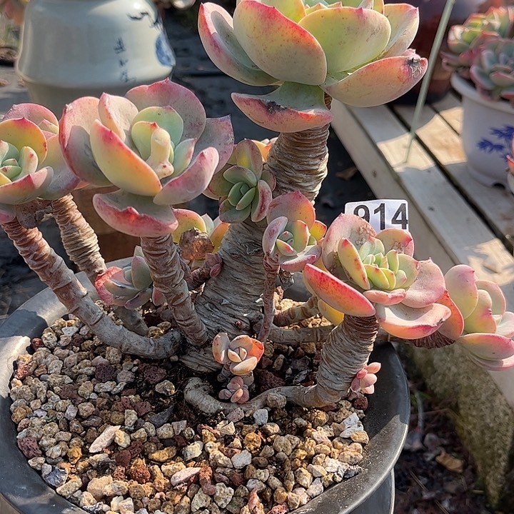 浅***末914白凤脱土发货不退不换