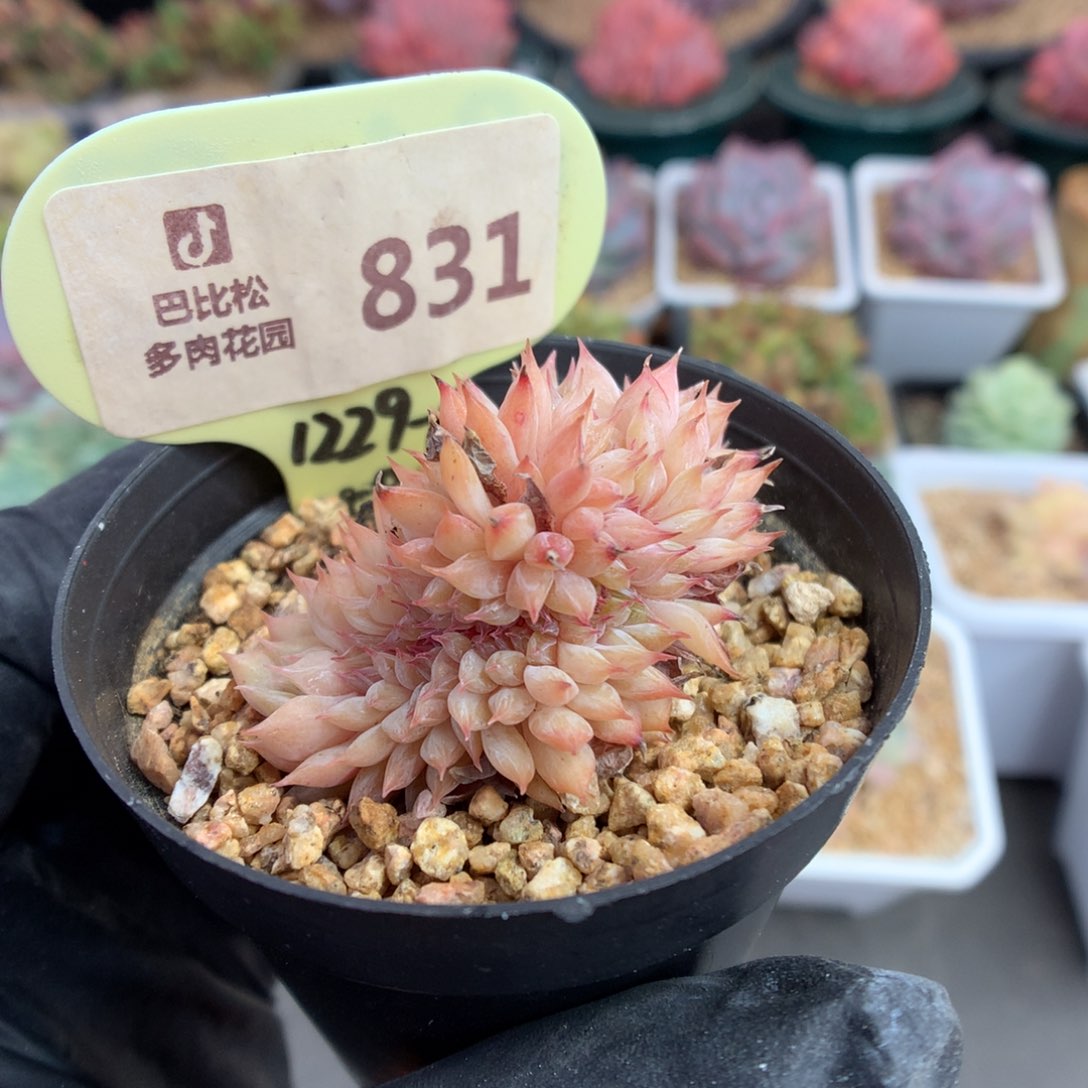 831 糖心石化多肉