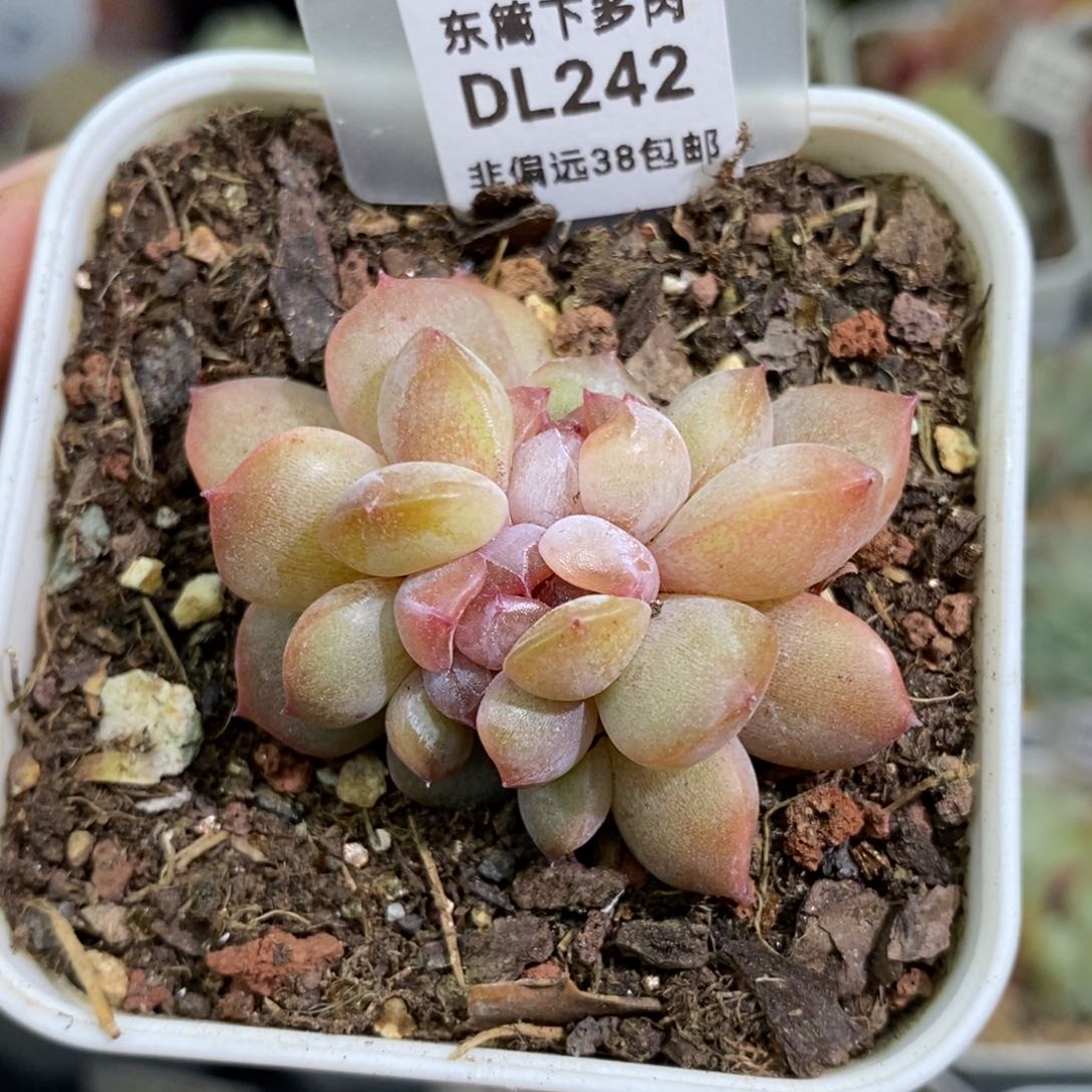 242东篱下多肉植物盆栽
