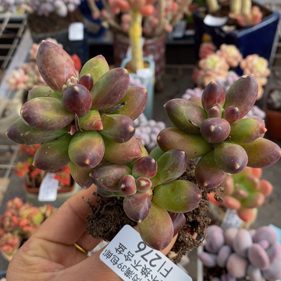 香蕉树276/9cm的肉