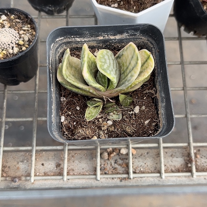 小***庄我也不知道我为什么要这样对