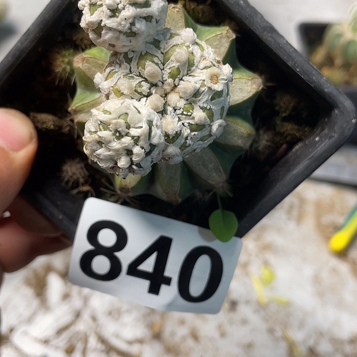 完全开放840琉璃v